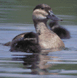 ruddy duck & duckling