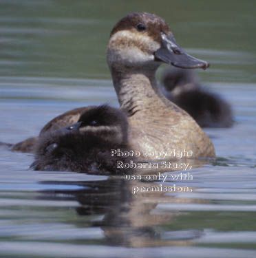 ruddy duck & duckling