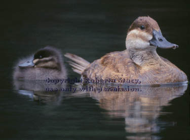 ruddy duck & duckling