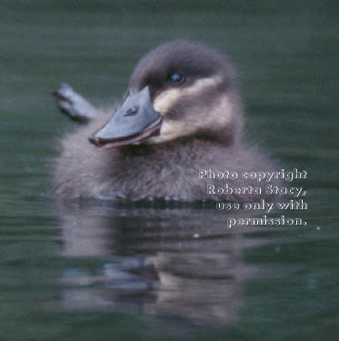 ruddy duck duckling