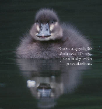 ruddy duck duckling