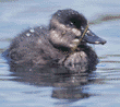 ruddy duck duckling