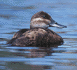 ruddy duck, female