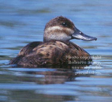 ruddy duck, female