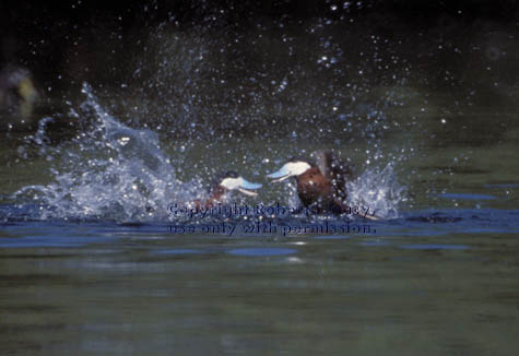 ruddy ducks, male