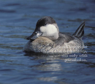 ruddy duck, male