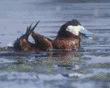 ruddy duck, male