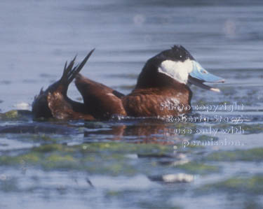 ruddy duck, male