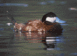 ruddy duck, male