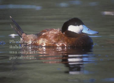 ruddy duck, male