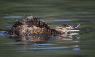 ruddy duck