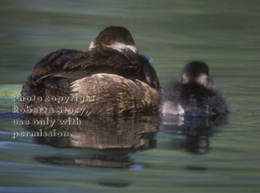 ruddy duck mom & duckling