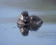 ruddy duck duckling