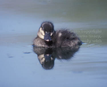 ruddy duck duckling