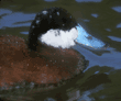 ruddy duck, male