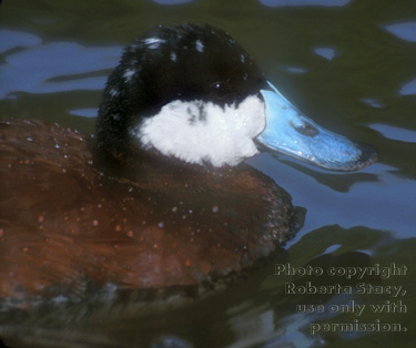 ruddy duck, male