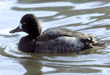 scaup, female