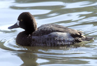 scaup, female