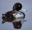 scaup, male