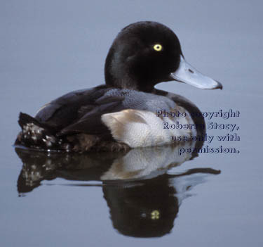 scaup, male