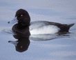 scaup, male