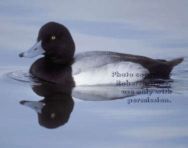 scaup, male