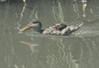 northern shoveler, female