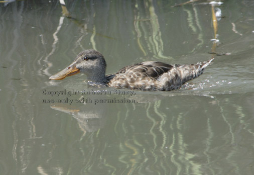 northern shoveler, female