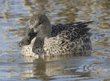 northern shoveler, female