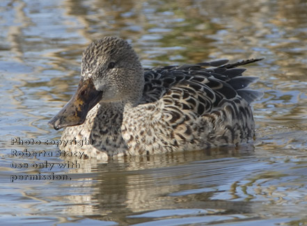 northern shoveler, female