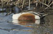 northern shoveler, male