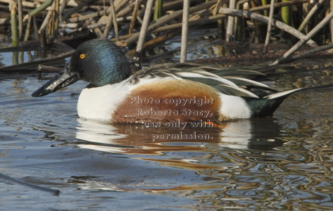 northern shoveler, male