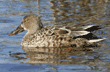 female northern shoveler