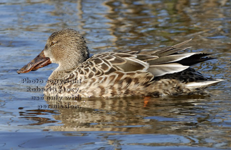 female northern shoveler