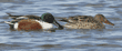 northern shovelers, male and female