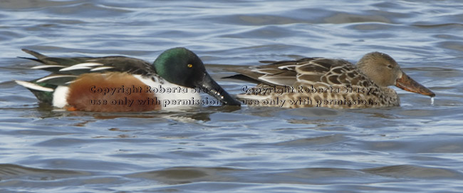 northern shovelers, male and female