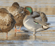 green-winged teal