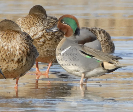 green-winged teal