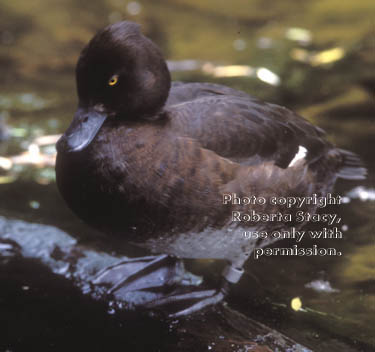 tufted duck, female