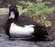 tufted duck, male