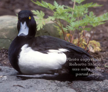 tufted duck, male