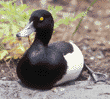 tufted duck, male