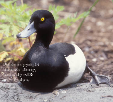 tufted duck, male