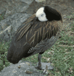 whistling duck