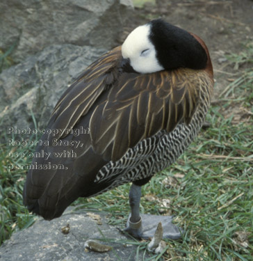 whistling duck