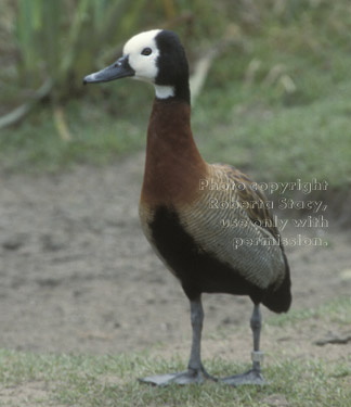 whistling duck