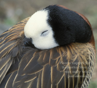 whistling duck