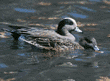 American wigeons