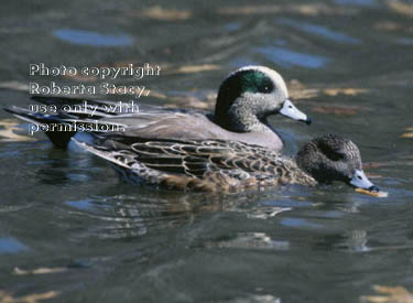 American wigeons