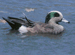 American wigeon, male